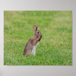 10x8 Kaninchen stehend im Gras und schüchtern auss Poster