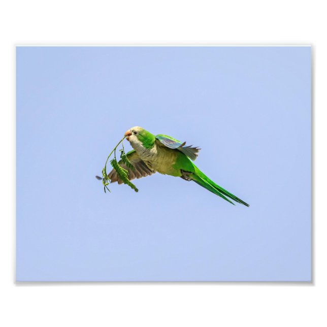 10x8 Monk Parakeet im Rio Grande Tal Fotodruck (Vorne)