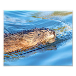 10x8 Muskrat in Vassar Farms Ökologische Reserve Fotodruck