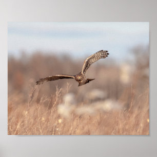 10x8 Nord Harrier Poster