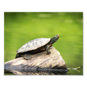 10x8 Painted Turtle on a log Fotodruck