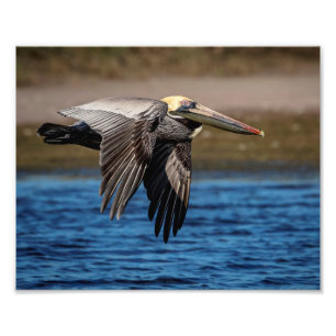 10x8 Pelican im Flug Fotodruck