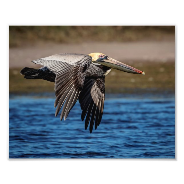 10x8 Pelican im Flug Fotodruck (Vorne)