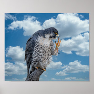 10x8 Peregrine Falcon entlang des Hudson River Poster