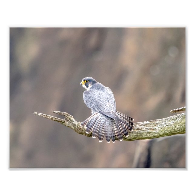 10x8 Peregrine Falcon im Palisades Interstate Fotodruck (Vorne)