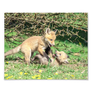 10x8 Red Fox Kits spielen Fotodruck