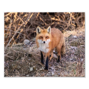 10x8 Red Fox nah und persönlich Fotodruck