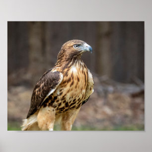 10x8 Rotschwanzhawk im Hudson Valley Poster