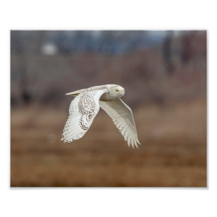 10x8 Schneeeule im Flug Fotodruck