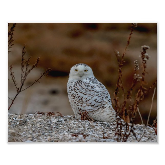 10x8 Schneeeule sitzt auf einem Felsen Fotodruck (Vorne)