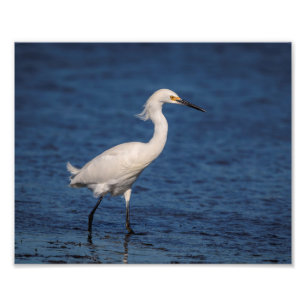 10x8 Snowy Egret auf North Beach Fotodruck