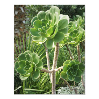 11"x14" Aeonium Fotodruck