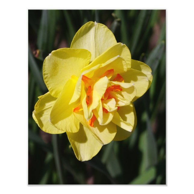 11"x14" affodil fotodruck (Vorne)