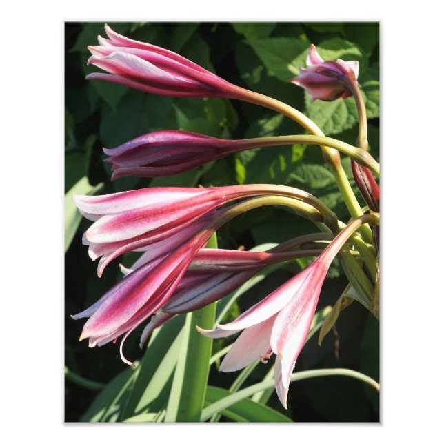 11"x14" Crinum Lily Fotodruck (Vorne)
