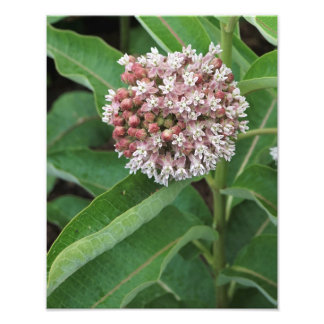 11"x14" Milkweed Fotodruck