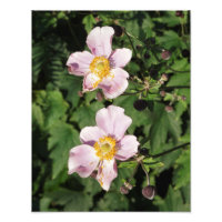 11"x14" rosa Anemonen