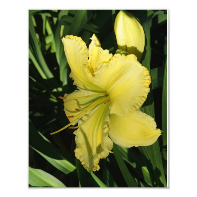 11"x14"-Taglilie Fotodruck (Vorne)