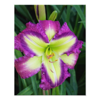 11"x14"-Taglilie Fotodruck