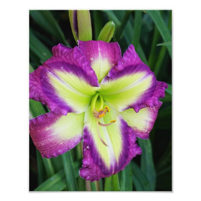 11"x14"-Taglilie Fotodruck (Vorne)