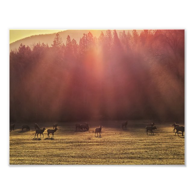 11"x8.5" Foto drucken | Red Dawn Elk (Vorne)
