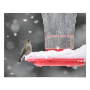 11X14 Anna's Hummingbird im Schnee Fotodruck