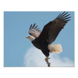 11X14 Bald Adler fliegen! Fotodruck