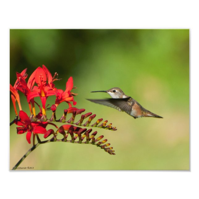 11X14 Hummingbird Lovers Freude Fotodruck (Vorne)