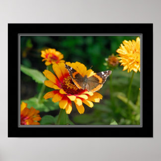11x14 Indian Blanket Wildblume and Butterfly Poster