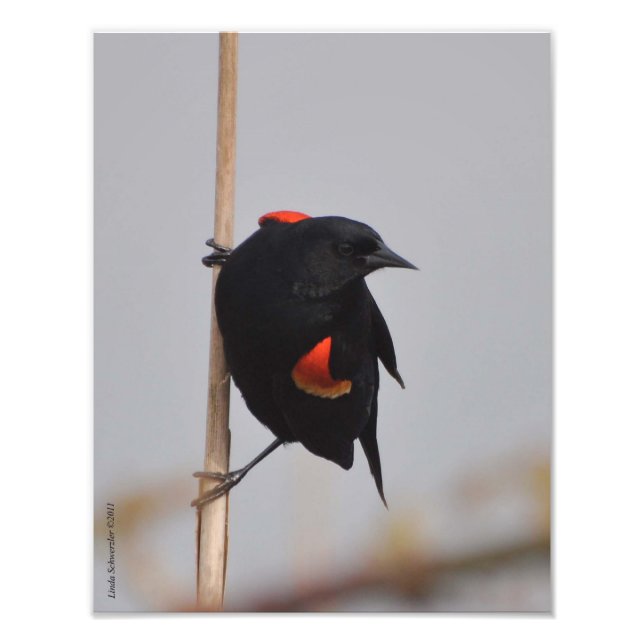 11X14 Male Red Winged Blackbird Fotodruck (Vorne)