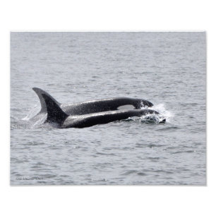 11X14 Orca Wale - Zwei im Unison Fotodruck