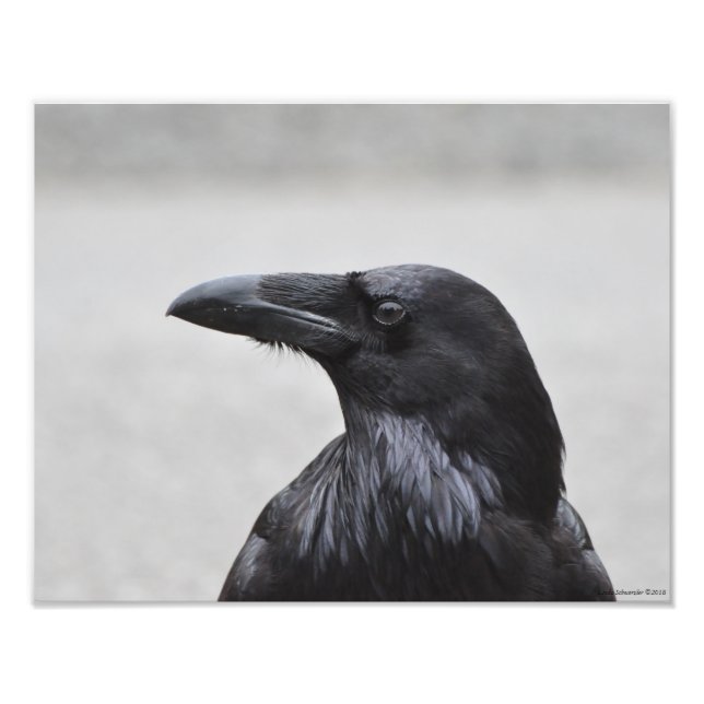 11X14 Raven the Magnificent! Fotodruck (Vorne)