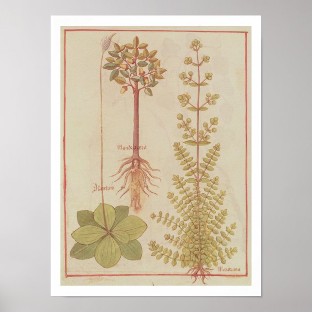12322 f.180v Plantain, marjoram und mandrake, f Poster (Vorne)