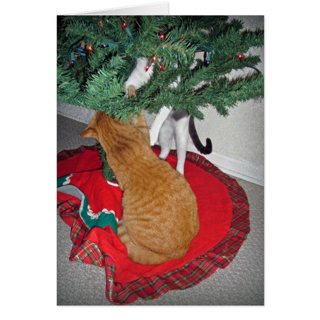 12 Cats a-Climbing (Vorne)