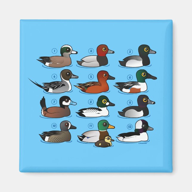 12 Enten Magnet (Vorne)