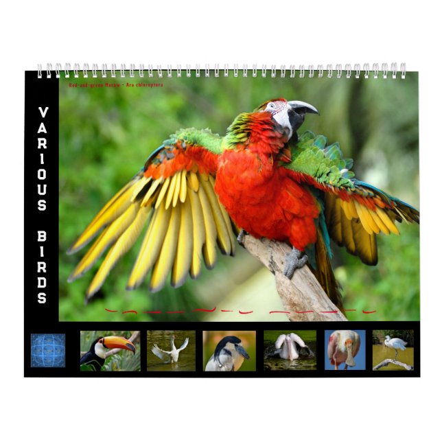 12 Fotos verschiedener Vogelarten Kalender (Titelbild)