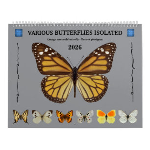 12 Monate Kalender für verschiedene Schmetterlinge