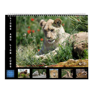 12 Monate Kalender Löwenfamilie