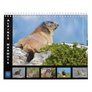 12-monatiger Kalender der Almmotte