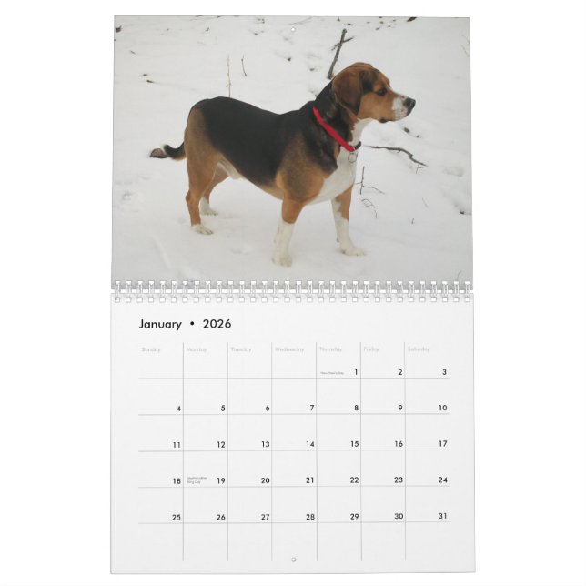 12 Monats-Beagle-Kalender - ein was für Hund! Kalender (Jan 2026)