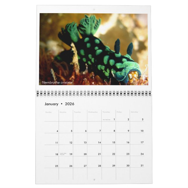 12-Monats-Kalender mit Fotos von Nudibranchs Kalender (Jan 2026)