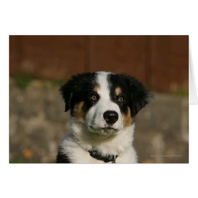 12 Wochen alter Border Collie Puppy-Headshot (Vorderseite (Horizontal))