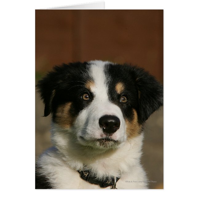 12 Wochen alter Border Collie Puppy-Headshot (Vorne)
