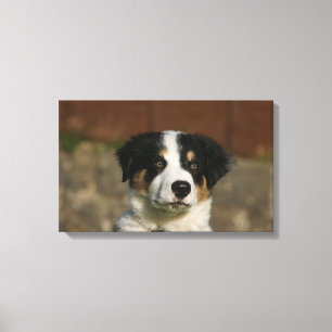 12 Wochen alter Border Collie Puppy-Headshot Leinwanddruck