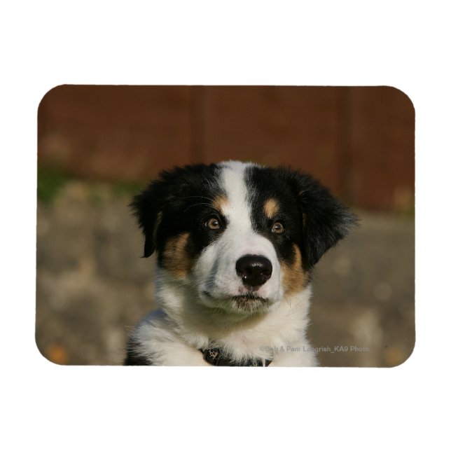 12 Wochen alter Border Collie Puppy-Headshot Magnet (Horizontal)