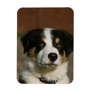 12 Wochen alter Border Collie Puppy-Headshot Magnet