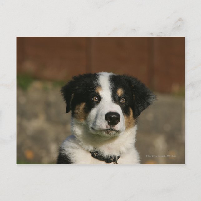 12 Wochen alter Border Collie Puppy-Headshot Postkarte (Vorderseite)