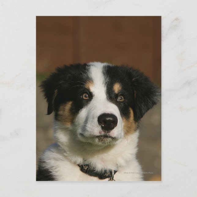 12 Wochen alter Border Collie Puppy-Headshot Postkarte (Vorderseite)