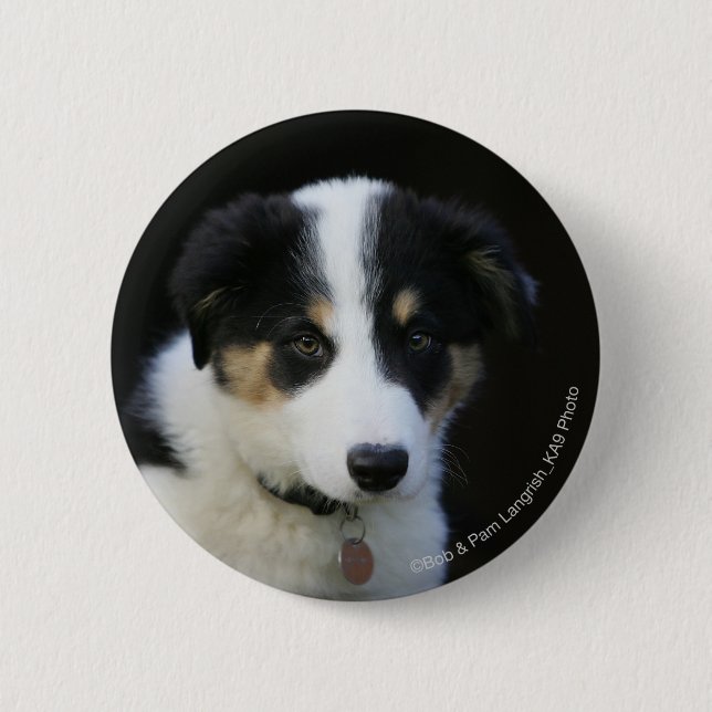 12 Wochen-alter Border-Collie-Welpe Button (Vorderseite)