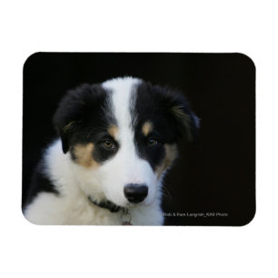 12 Wochen-alter Border-Collie-Welpe Magnet