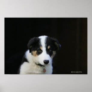 12 Wochen-alter Border-Collie-Welpe Poster